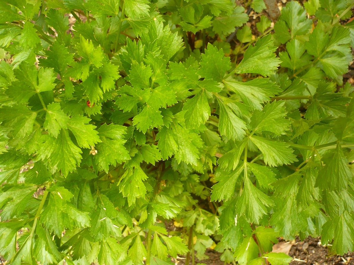 Petroselinum crispum subsp. crispum (Apiaceae)